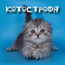 тест